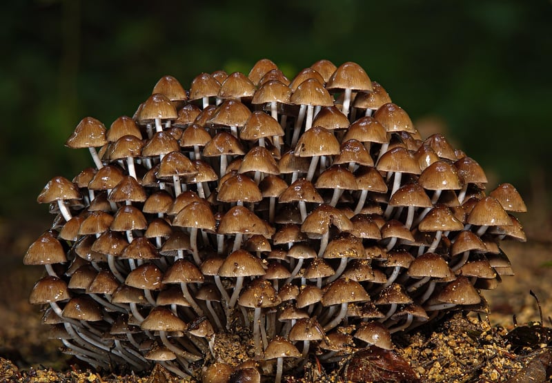 Mindfulness in Nature